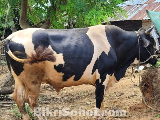 একটি বিরাট ষাঁড় গরু বিক্রি করা হবে